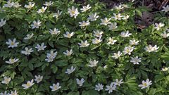 Anemone nemorosa Im Naturschutzgebiet Erlen-Eschenwald im Spargrund des Müglitztales