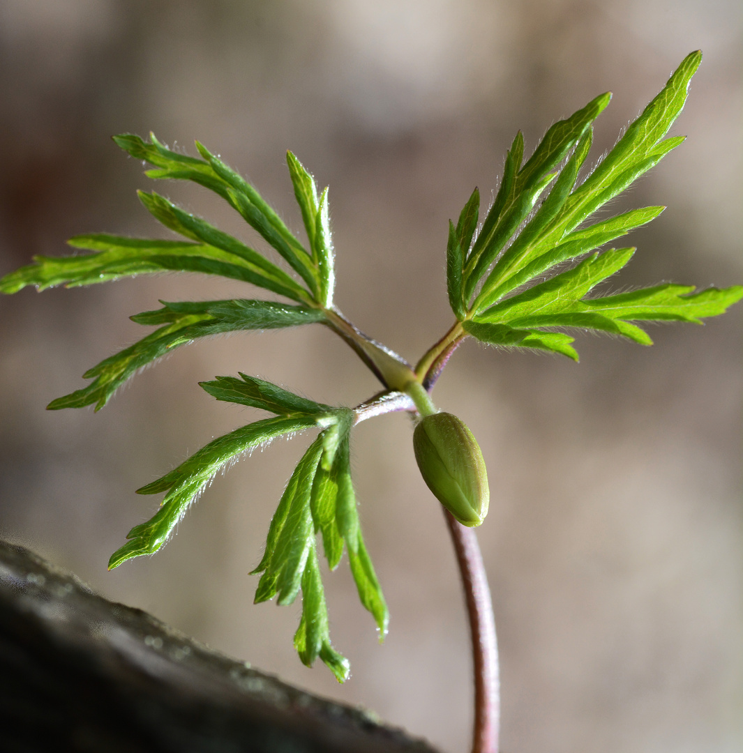 Anemone nemorosa. It open soon