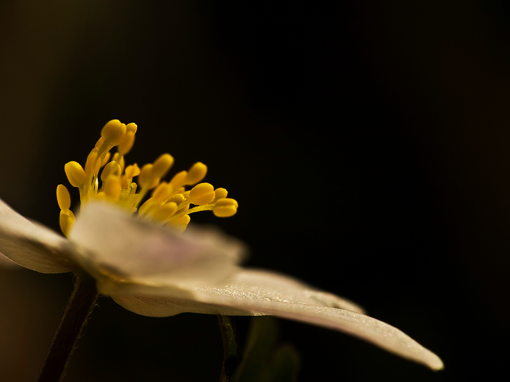 Anemone nemorosa IV