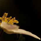 Anemone nemorosa IV