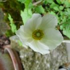 Anemone nemorosa L.