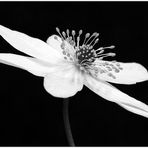 Anemone nemorosa var