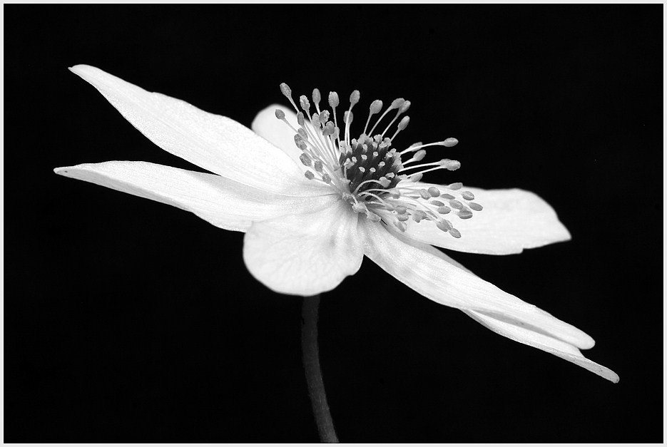 Anemone nemorosa var