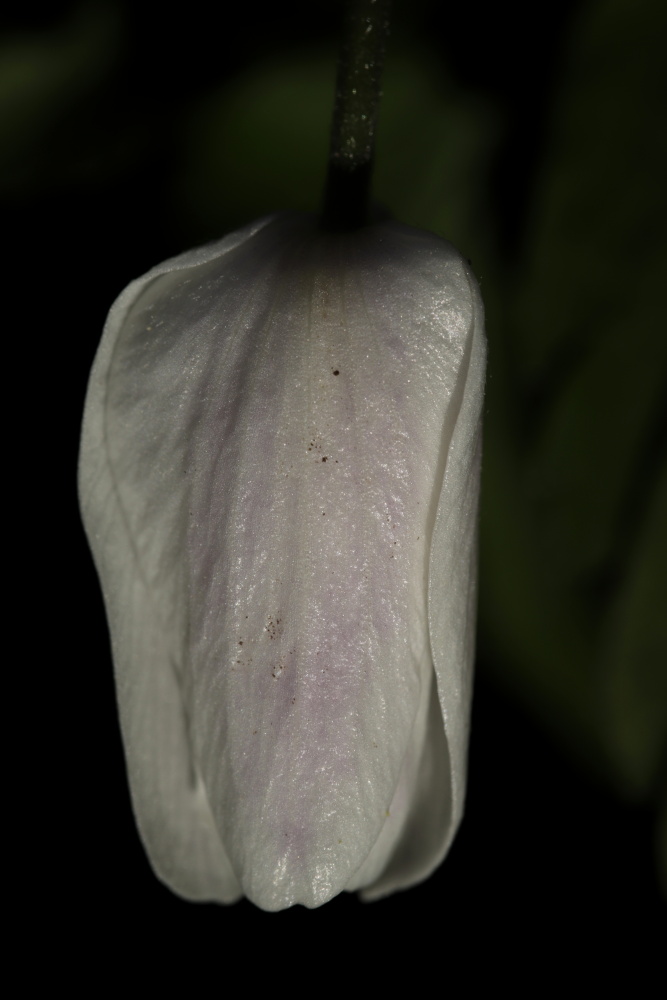 Anemone nemorosa (windflower)