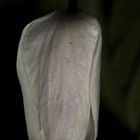 Anemone nemorosa (windflower)