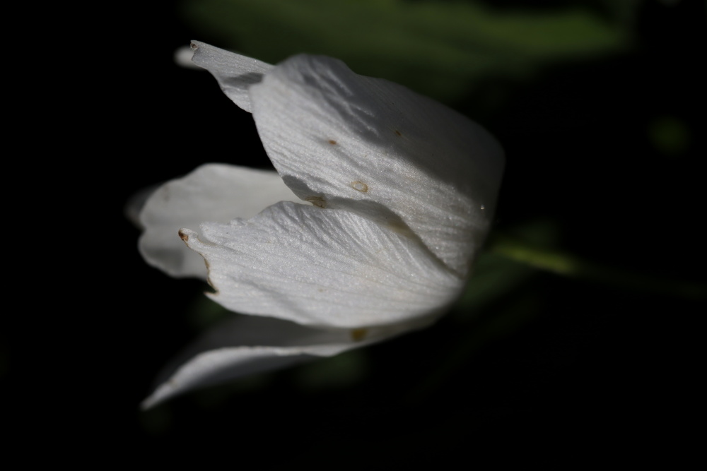Anemone nemorosa (windflower)