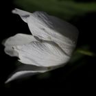 Anemone nemorosa (windflower)