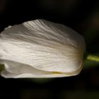 Anemone nemorosa (wood anemone, windflower, thimbleweed, smell fox)