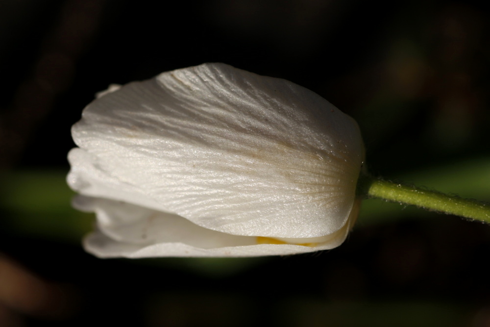 Anemone nemorosa (wood anemone, windflower, thimbleweed, smell fox)