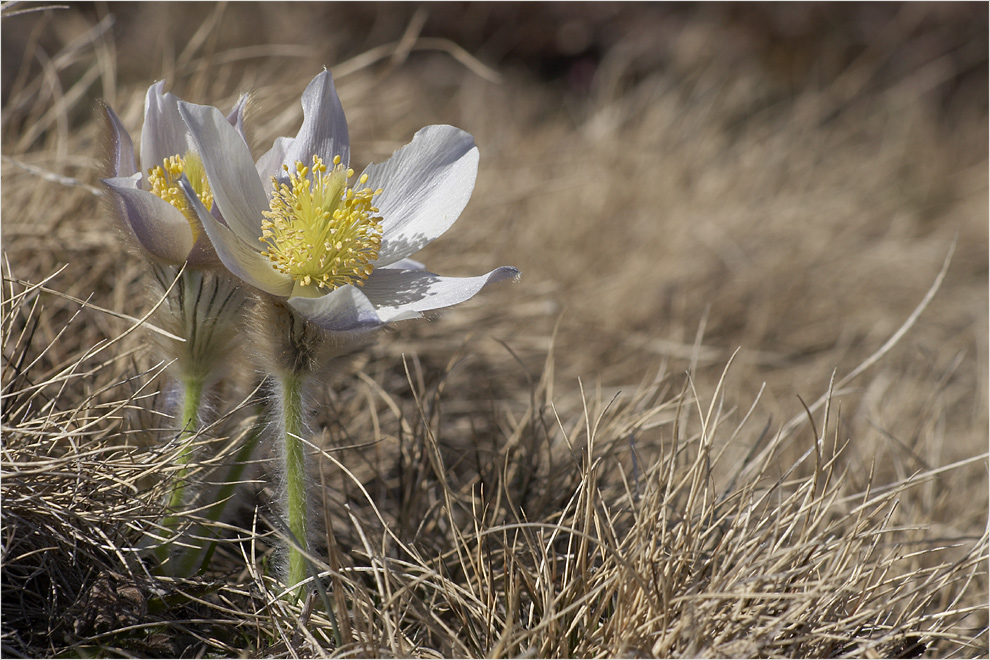 Anemone - Non hanno rubato la macchina!!! ;-))))))))))))