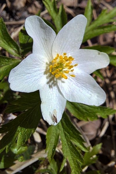 Anemone numerossa and the insect