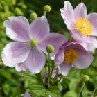 Anemone oder Windröschen ...