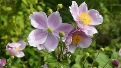 Anemone oder Windröschen ...