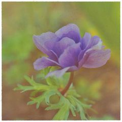 Anemone ohne Fisch