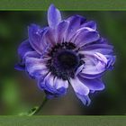 ANEMONE ON CANVAS