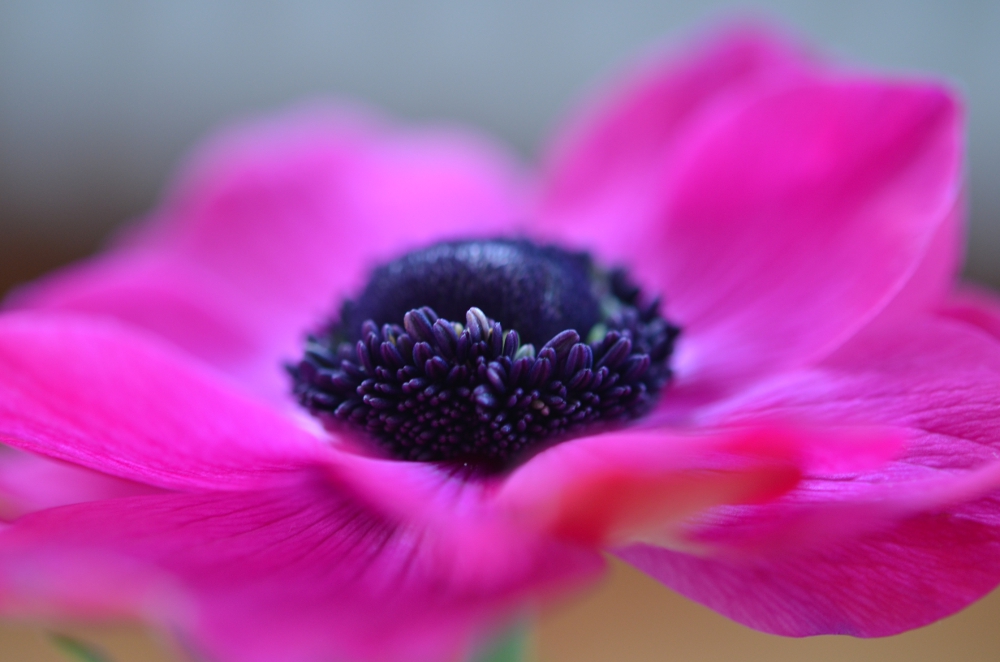 Anemone pink