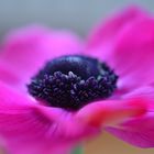 Anemone pink