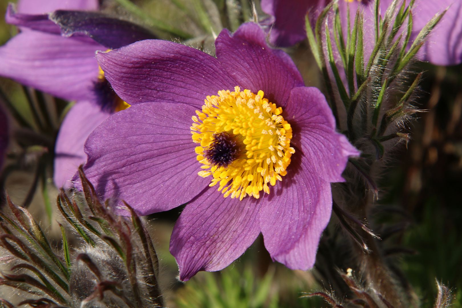 Anemone Pulsatilla