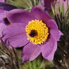 Anemone Pulsatilla