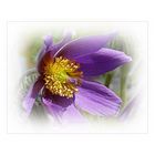 ~ Anemone pulsatilla ~