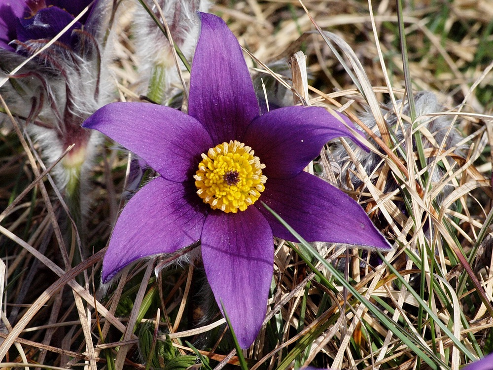 Anémone pulsatille.