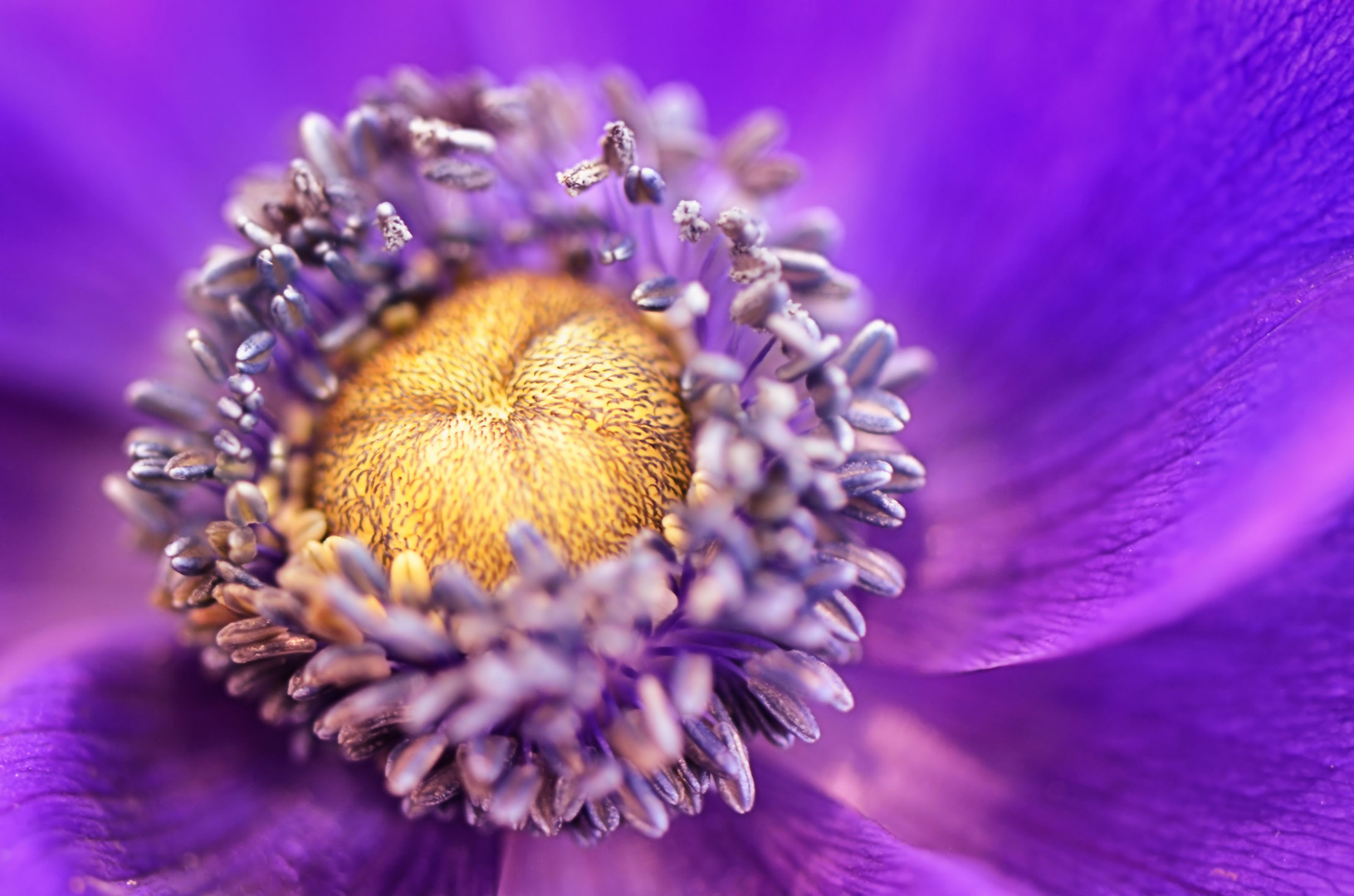 Anemone (purple) I