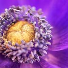 Anemone (purple) I