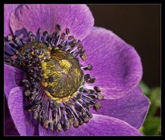 Anemone purpur