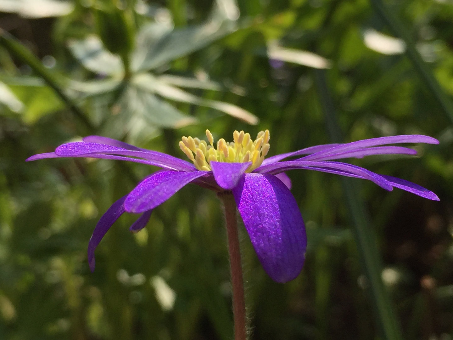 Anemone - quer