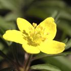 Anemone ranunculoides