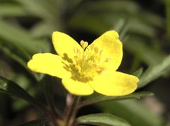 Anemone ranunculoides