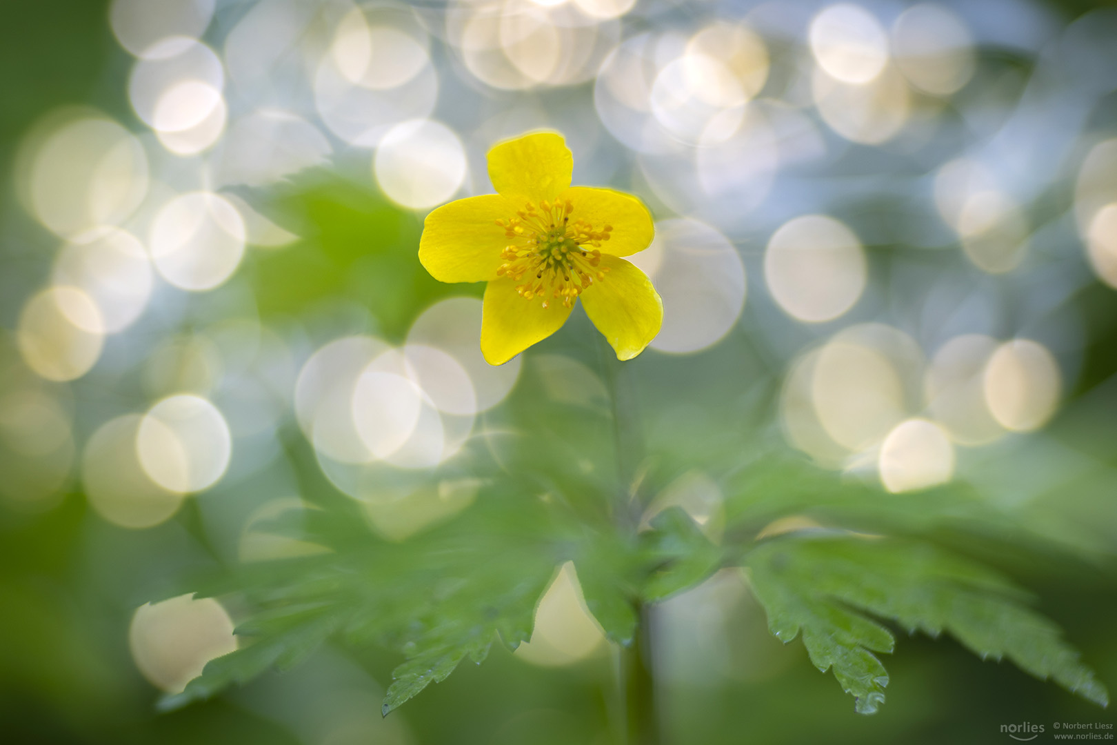 Anemone ranunculoides mit Lichtreflexen