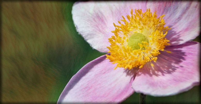 Anemone "Robustissima"