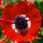 anemone rosso