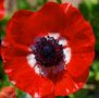 ANEMONE ROSSO di Carla Paci 