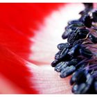 Anemone rot