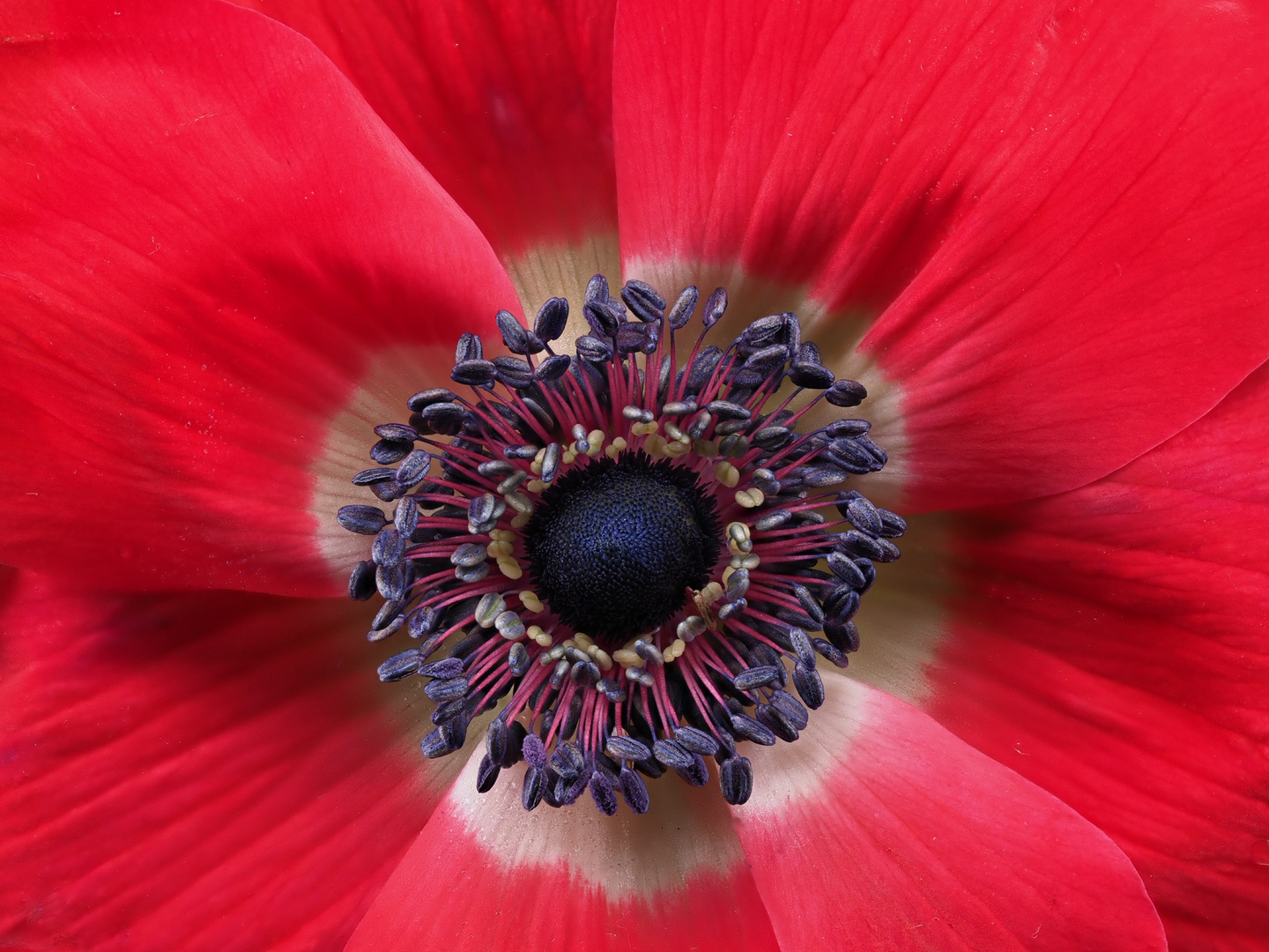 Anemone Rot