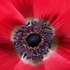 Anemone Rot