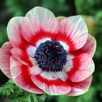 Anemone Rot/Weiß