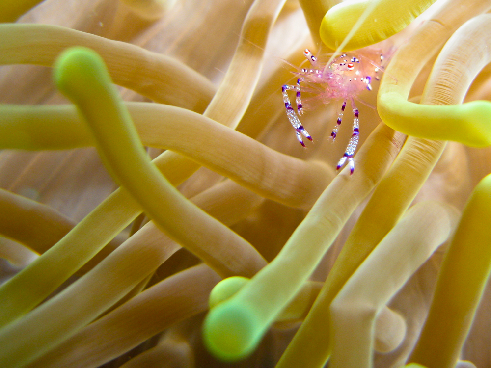 Anemone Shrimp