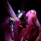 Anemone shrimp (Ancylomenes holthuisi) 6718