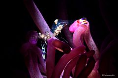 Anemone shrimp (Ancylomenes holthuisi) 6718