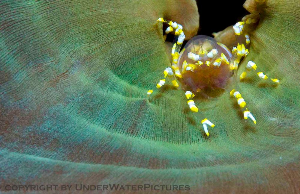 anemone shrimp