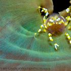 anemone shrimp