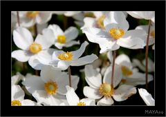 Anemone silvestris Elise Fellmann 2