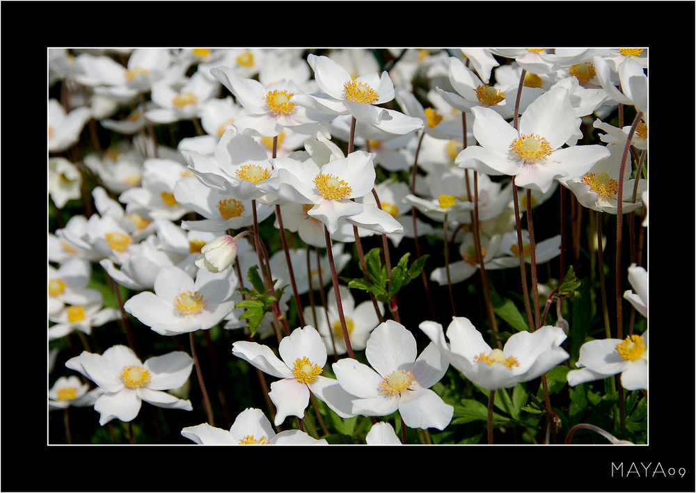 Anemone silvestris Elise Fellmann