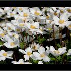 Anemone silvestris Elise Fellmann