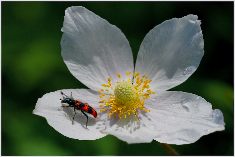 Anemone silvestris mit Bienenwolf