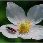 Anemone silvestris mit Bienenwolf