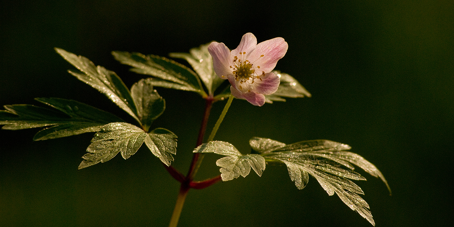 Anémone Silvie